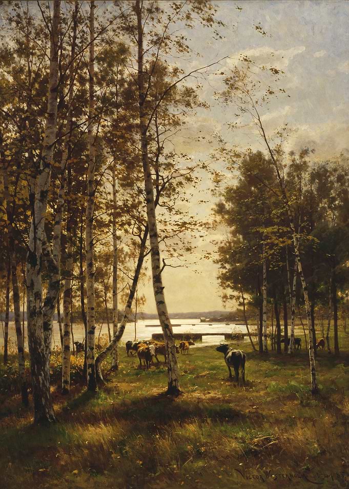 Cows Grazing in Birch Forest