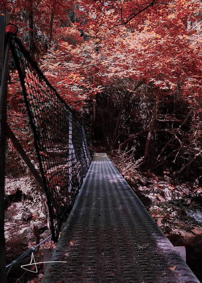 Suspension Bridge in Autumn Forest