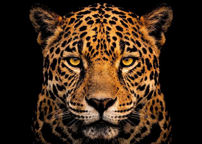 Photography Portrait of a Jaguar