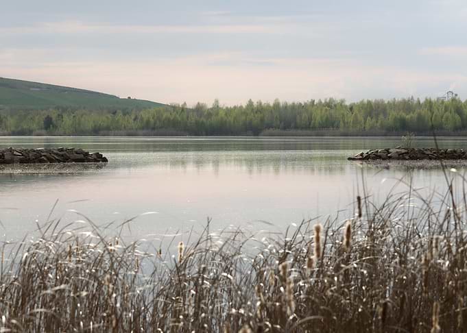 Serene Lake with Reeds and Forest