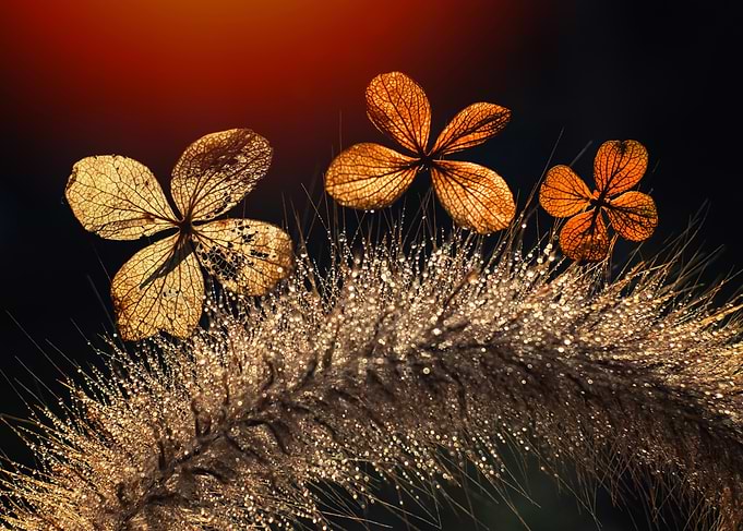 Dewy Grass and Dried Hydrangea Petals