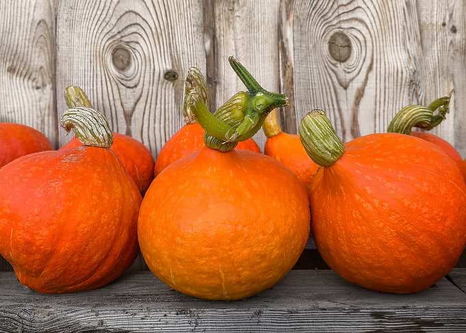 Fresh Orange Pumpkins on Wooden Shelf