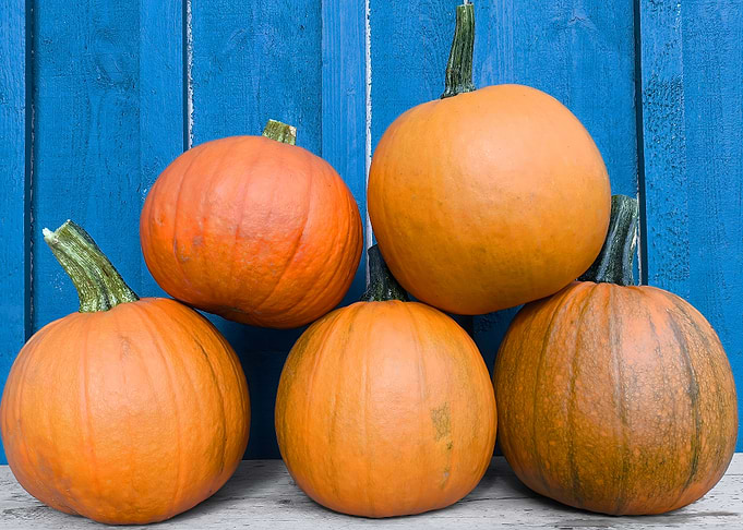Five Autumn Pumpkins Against Blue Wood