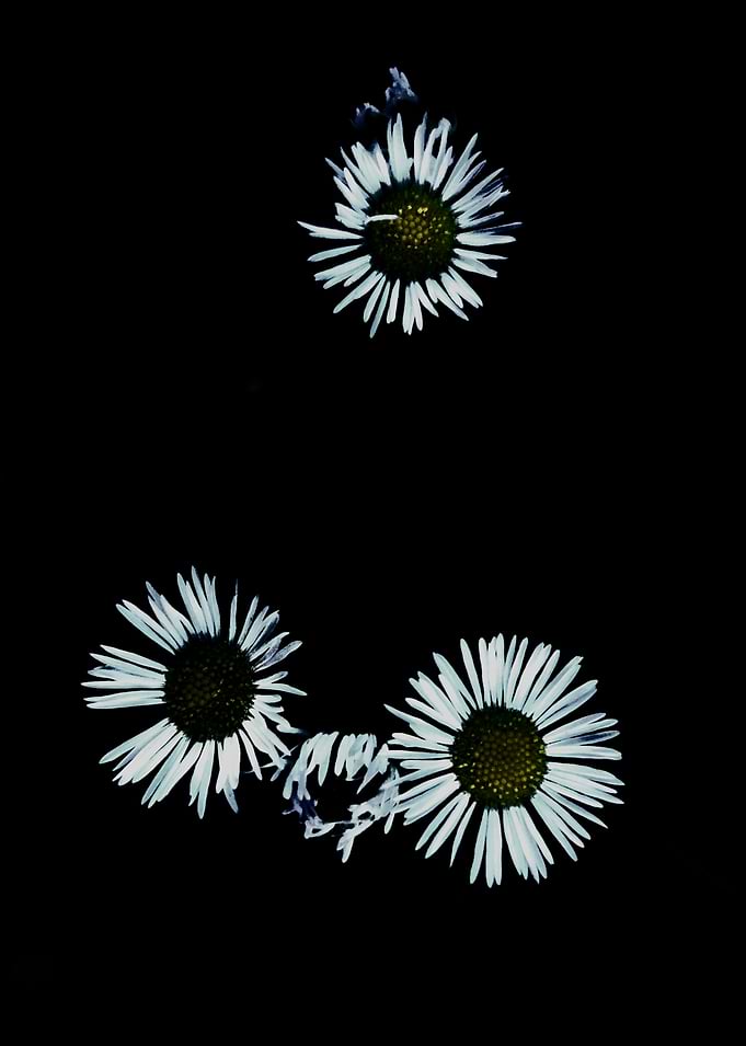 Three White Daisies on Black Background
