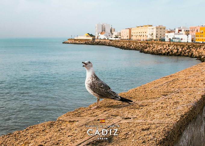 Seagull on the Cadiz Coast