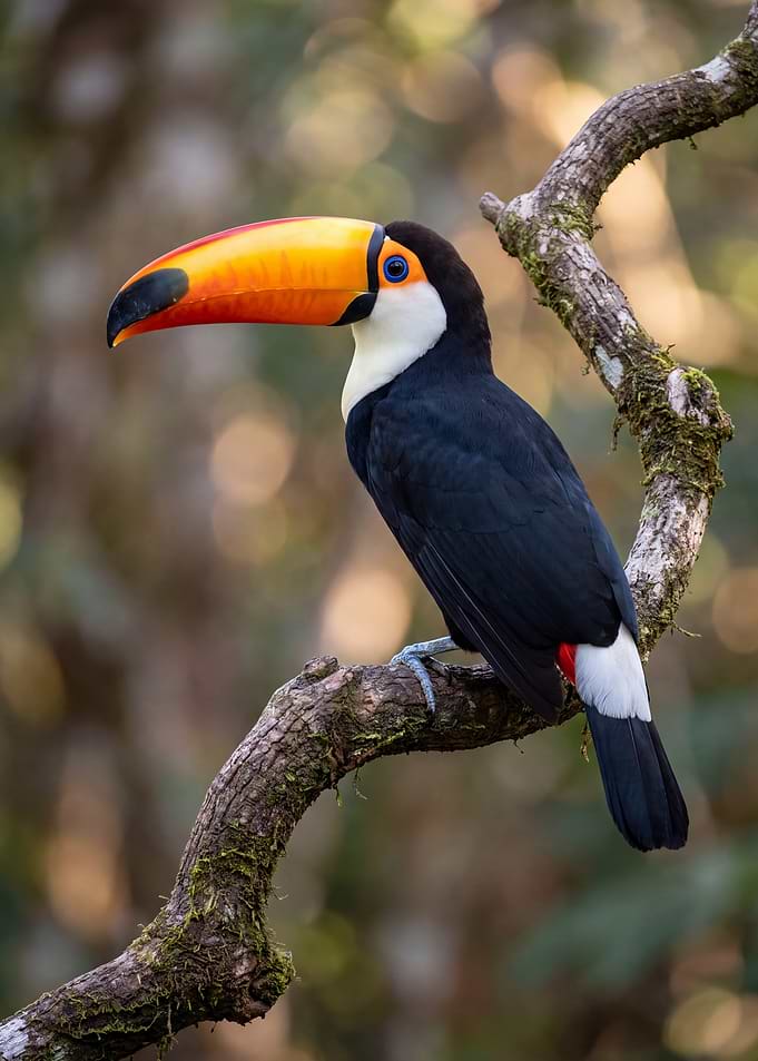 Toco Toucan Perched on Branch
