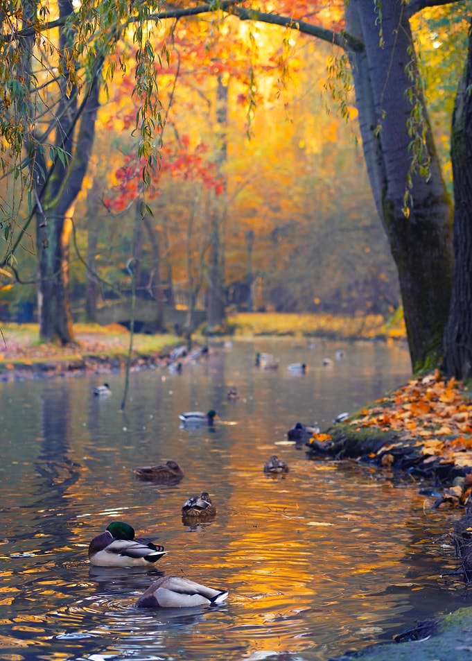 Ducks Swimming in Autumn Park Pond