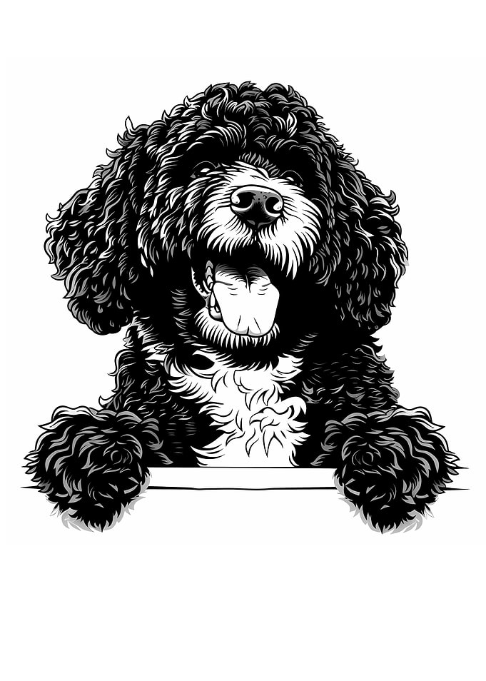 Black and White Spanish Water Dog Illustration