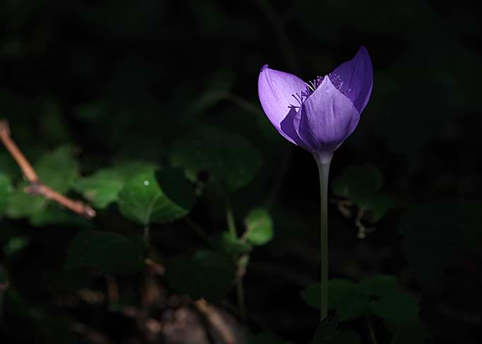 In The Shadow