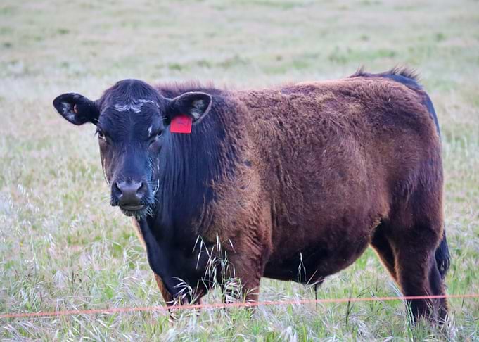 Dark Brown Cow in Pasture