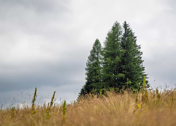 Evergreen Trees in Grassy Field