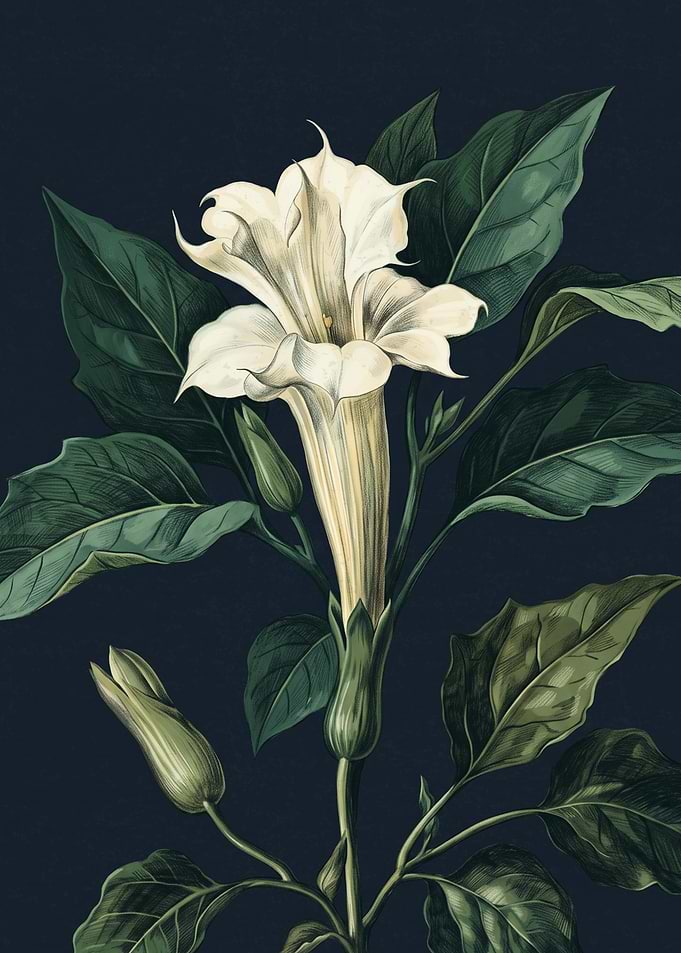 Datura Flower Angels Trumpet Botanical Art Vintage Illustration