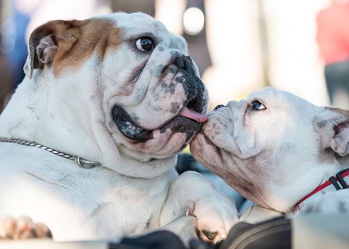 Two Bulldogs Nuzzling Each Other
