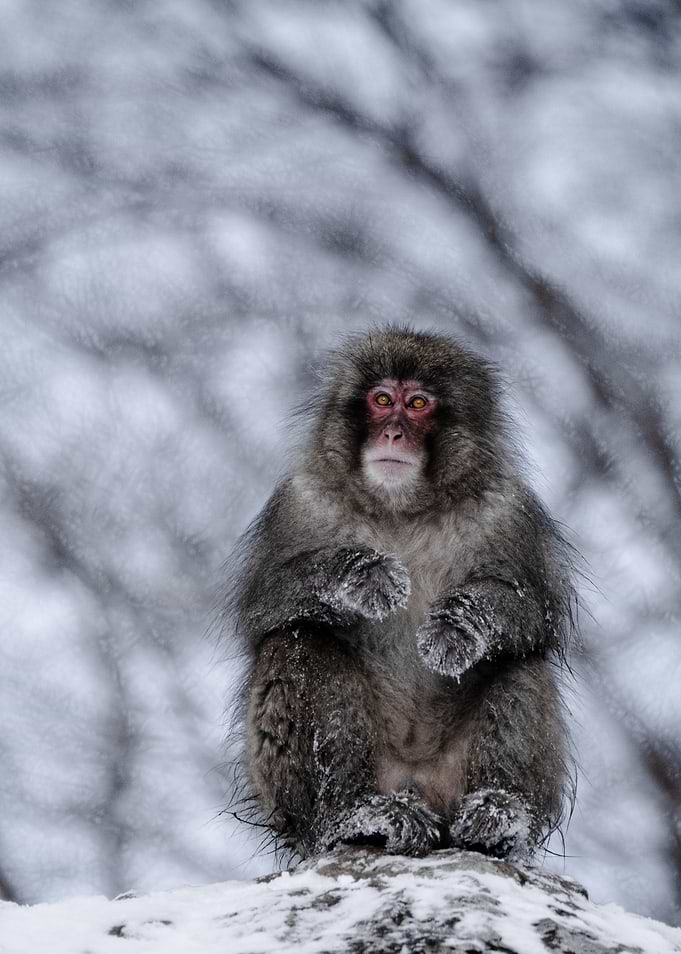 Japanese Macaque in Snowy Winter