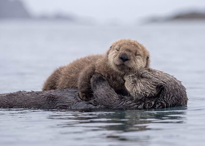 Mother Sea Otter Cuddling Her Pup