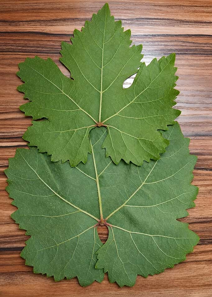 Two Green Grape Leaves