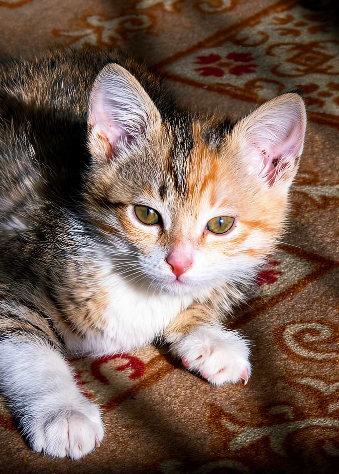 Adorable Calico Kitten Portrait