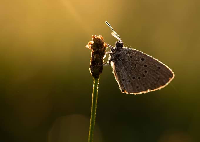 Butterfly Resting on a Plant Stem