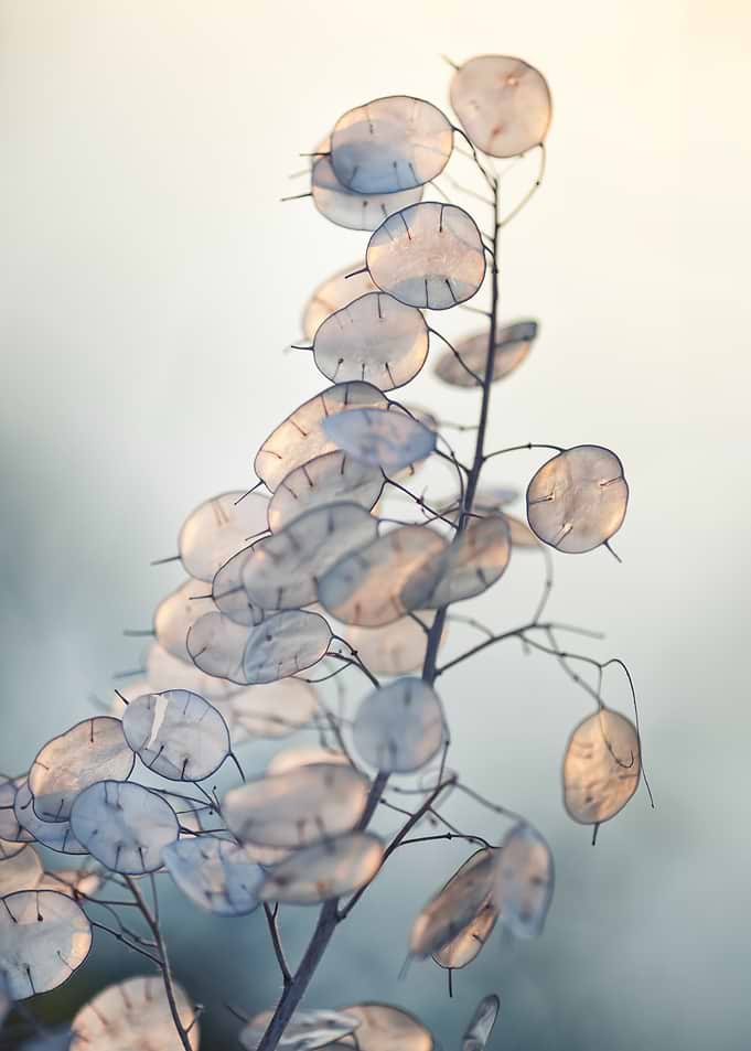 Delicate Lunaria Seed Pods