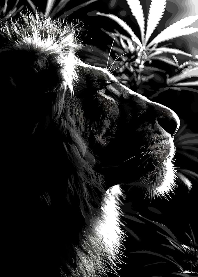Majestic Lion Profile in Black and White
