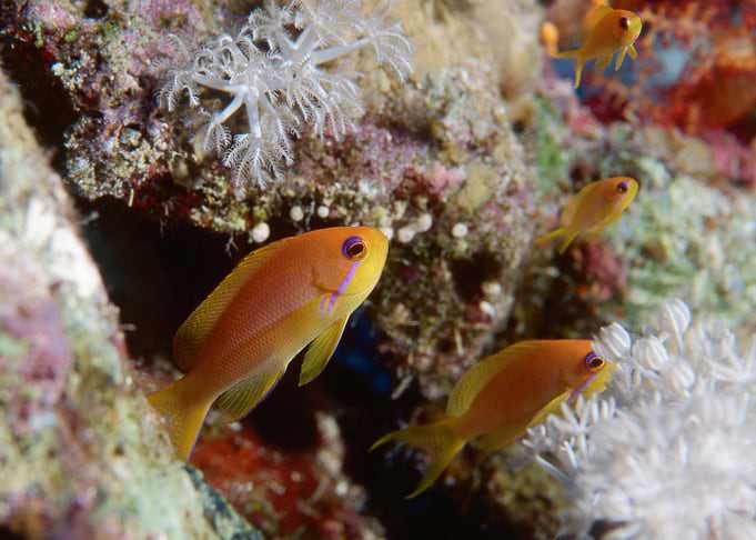Vibrant Anthias Fish on Coral Reef