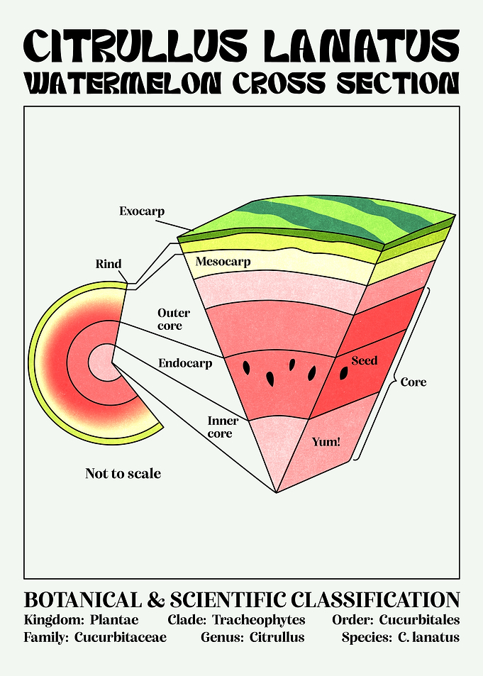 Watermelon Anatomy Scientific Diagram Poster