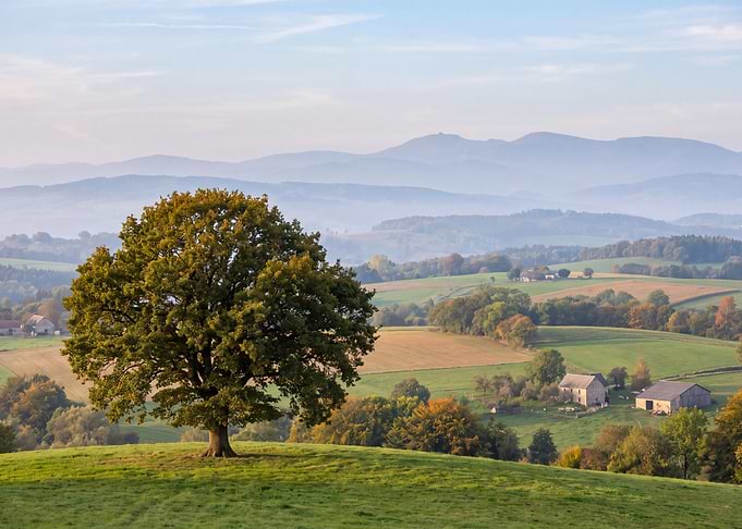 Lone Oak Tree in Rolling Landscape