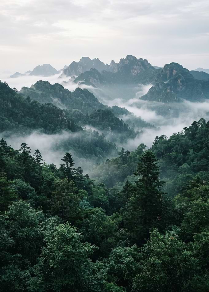 Misty Mountain Forest Landscape