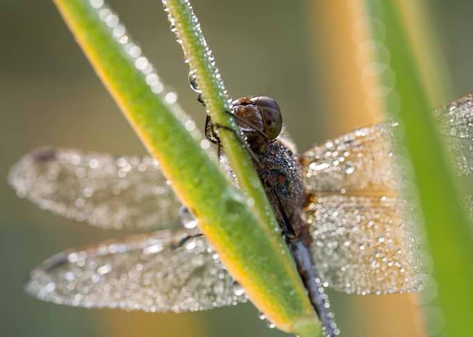 Dew-Covered Dragonfly on Green Grass