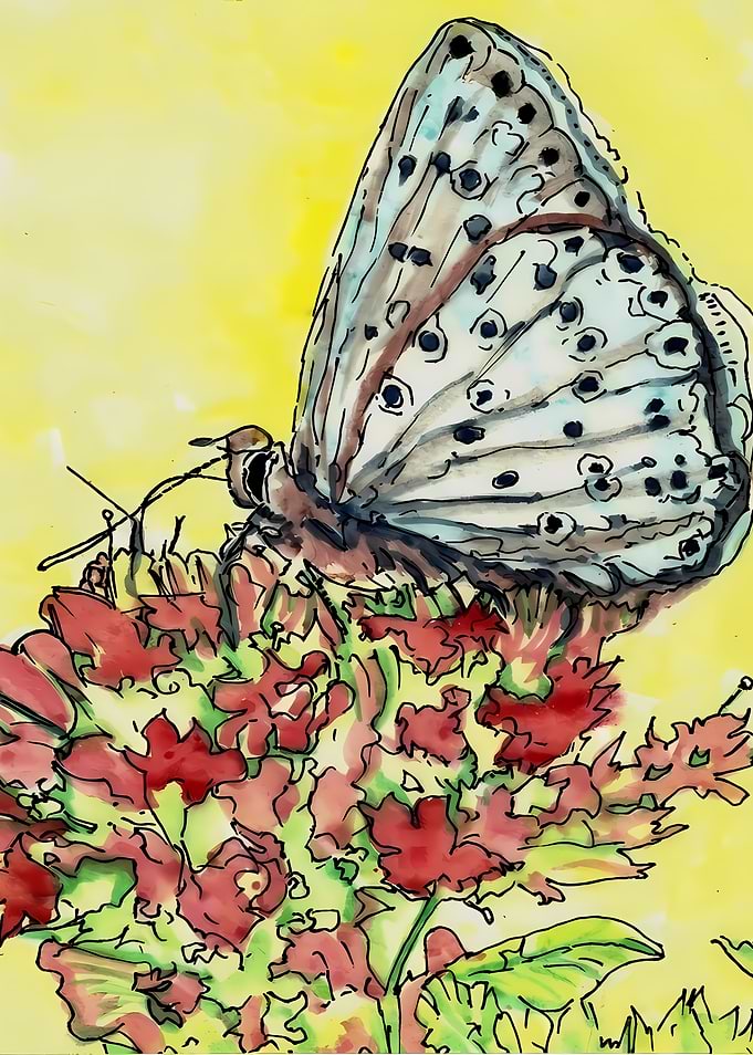 Watercolor Butterfly on Red Flower