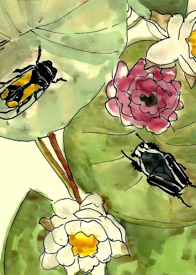 Beetles on Water Lilies
