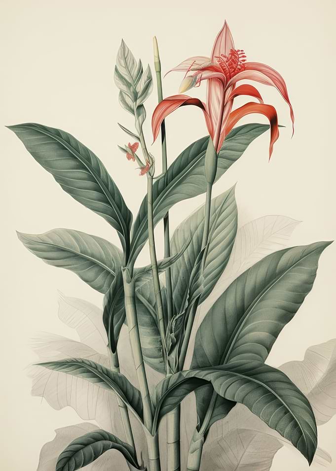 Botanical Illustration of Red Ginger Flower