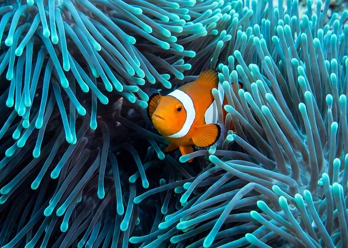 Clownfish Nestled in Sea Anemone