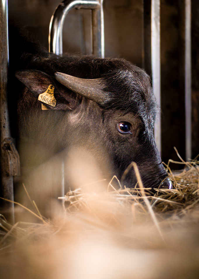 Water Buffalo Calf in Stable