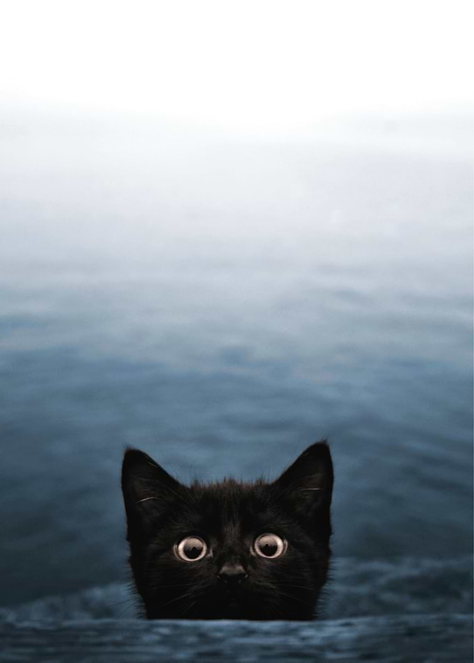 Curious Black Kitten Peeking Over Edge