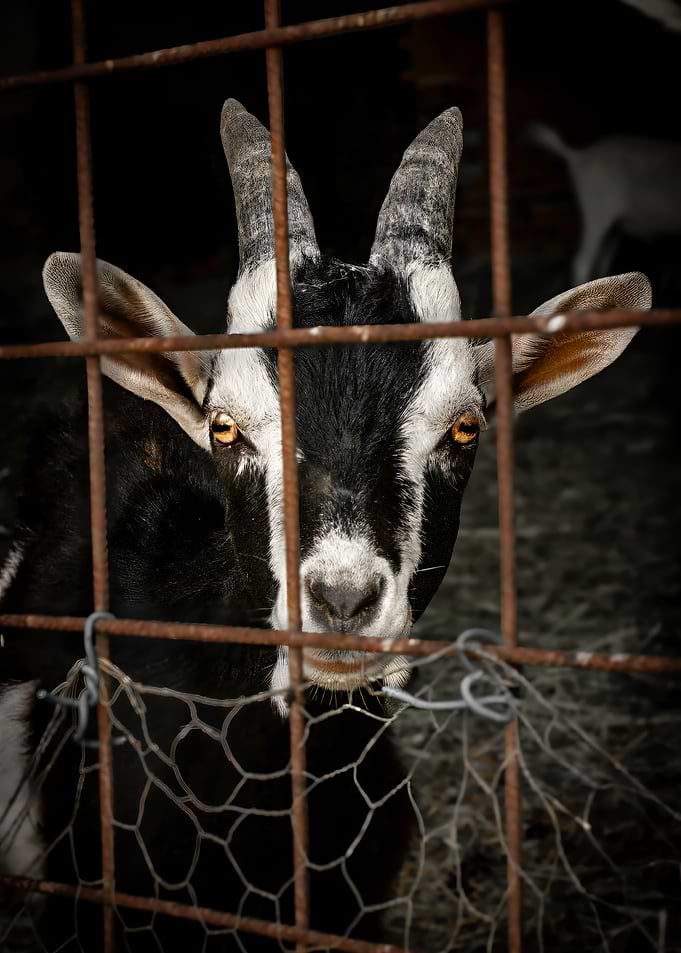Goat Behind Wire Fence