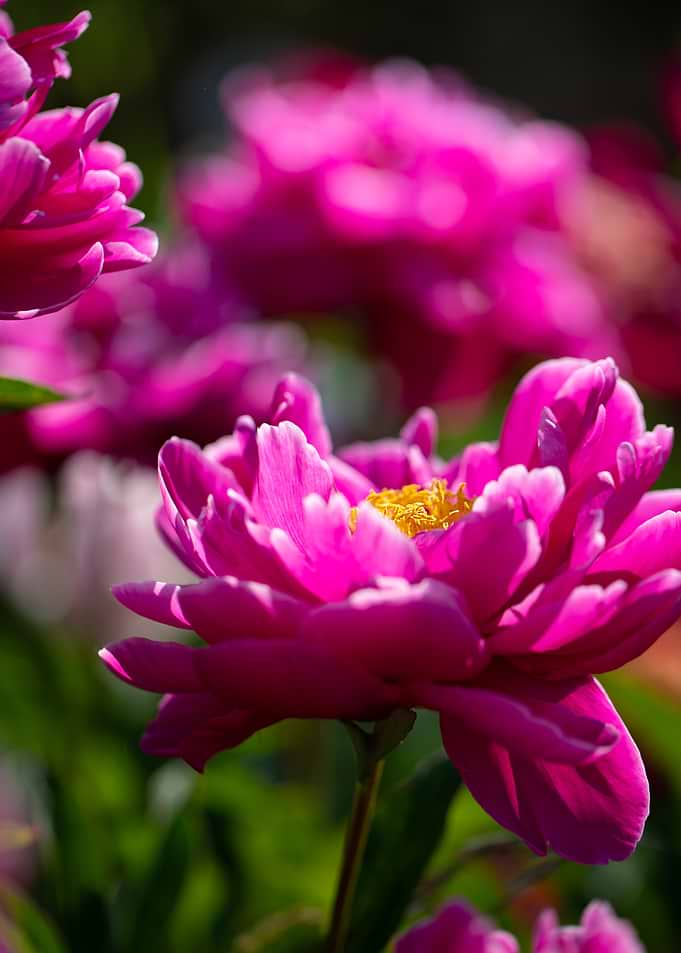 Vibrant Pink Peony Flowers
