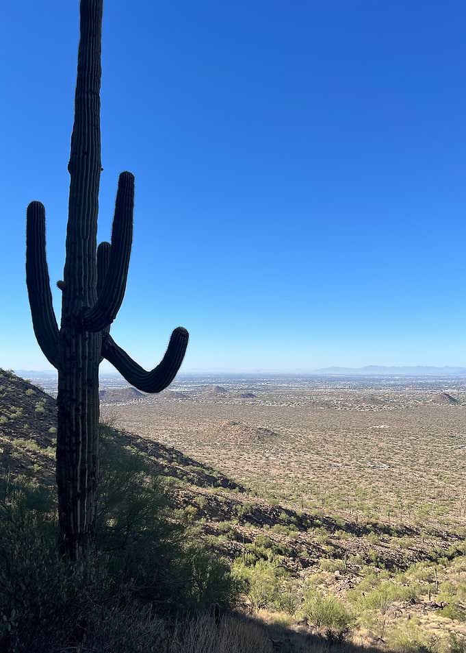 Saguaro Cactus Overlooking Desert Valley