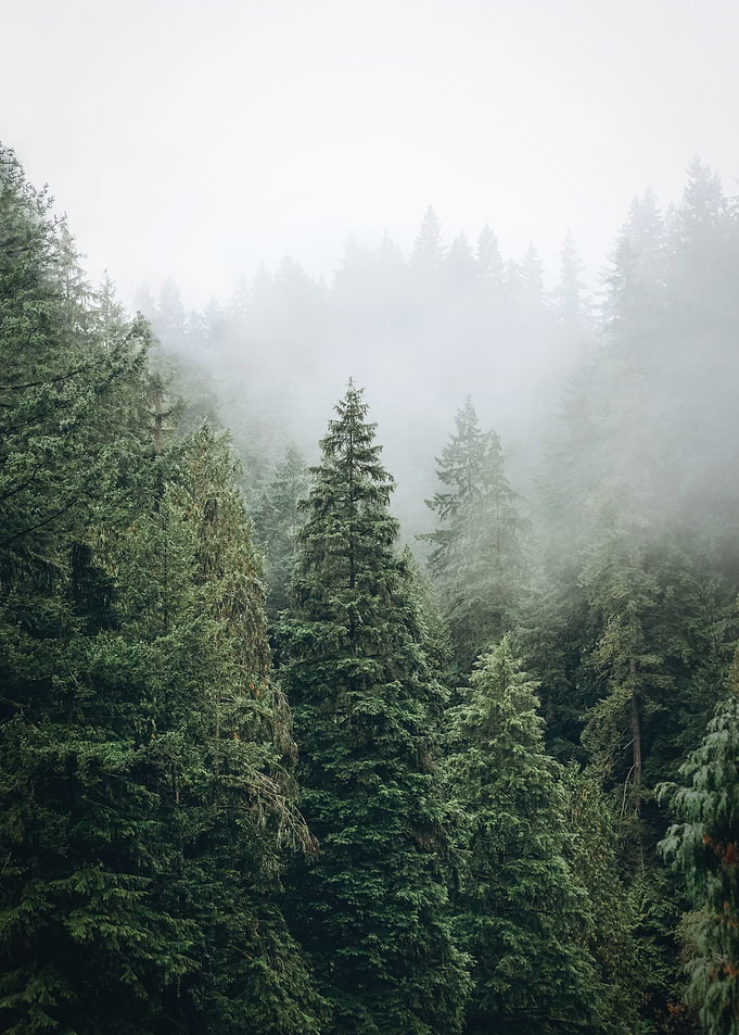 Vancouver, Canada | Moody nature landscape of firs in the mist at Capilano Suspension in the Canadian Rockies