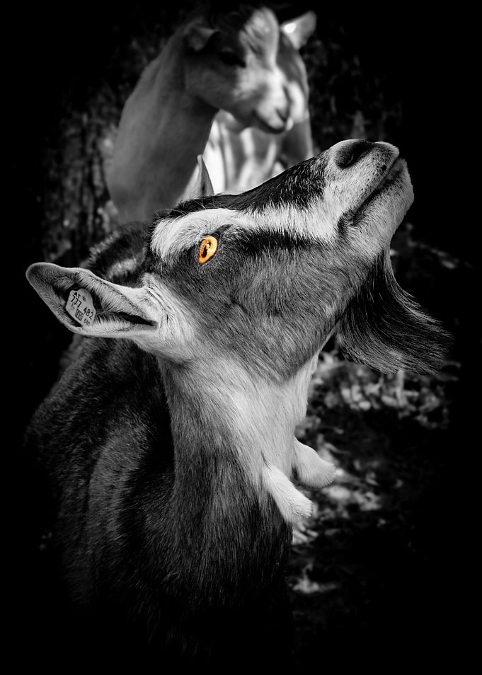 Black and White Goat Portrait