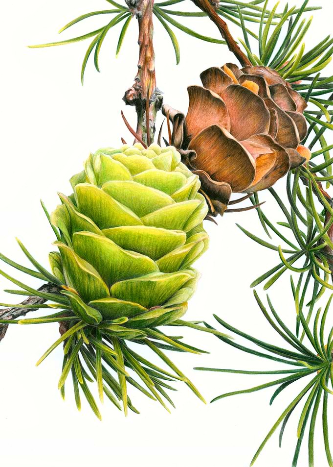Botanical Illustration of Larch Cones