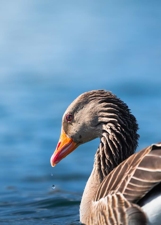 Still Dripping - Close-up of a Greylag Goose