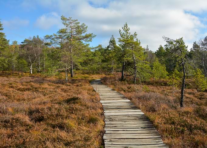 Wooden Boardwalk Through Autumnal Moorland