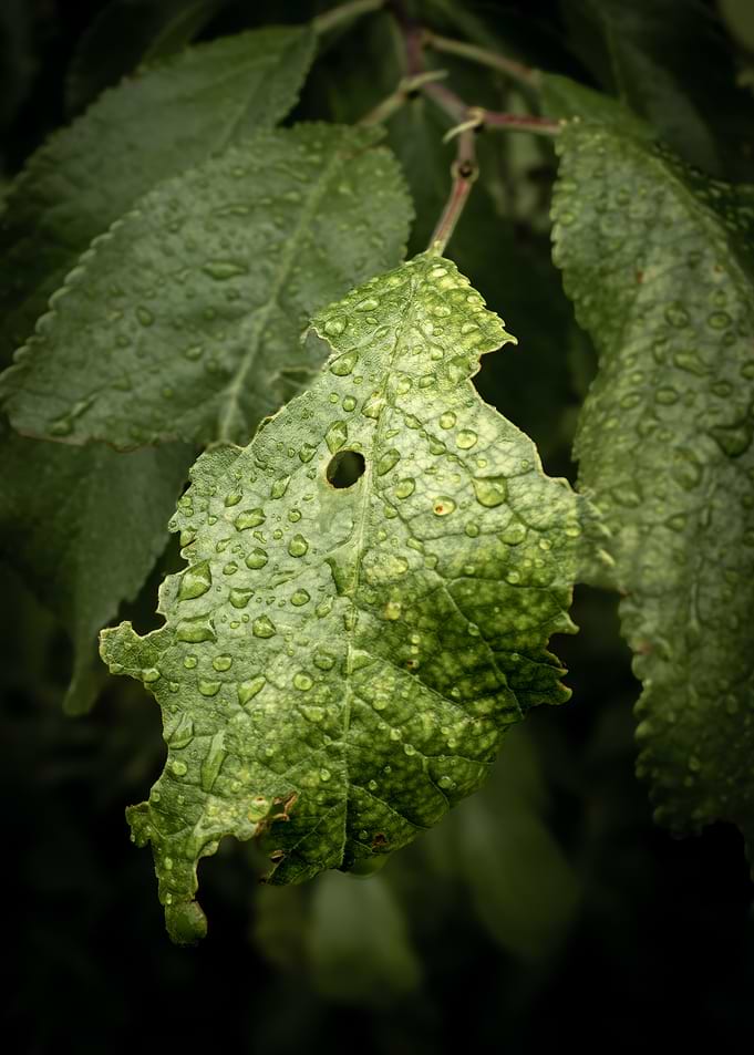 Rain-Kissed Green Leaf with Holes