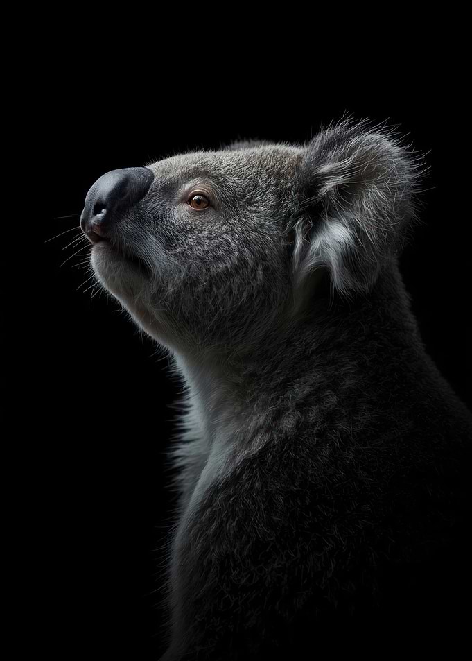 Portrait of a Koala, Fine Art