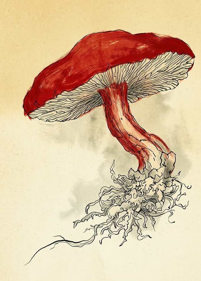 Red Mushroom Botanical Illustration Vintage Sketch Drawing Fungus Nature Print Wall Art
