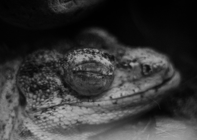 Eye of the Predator