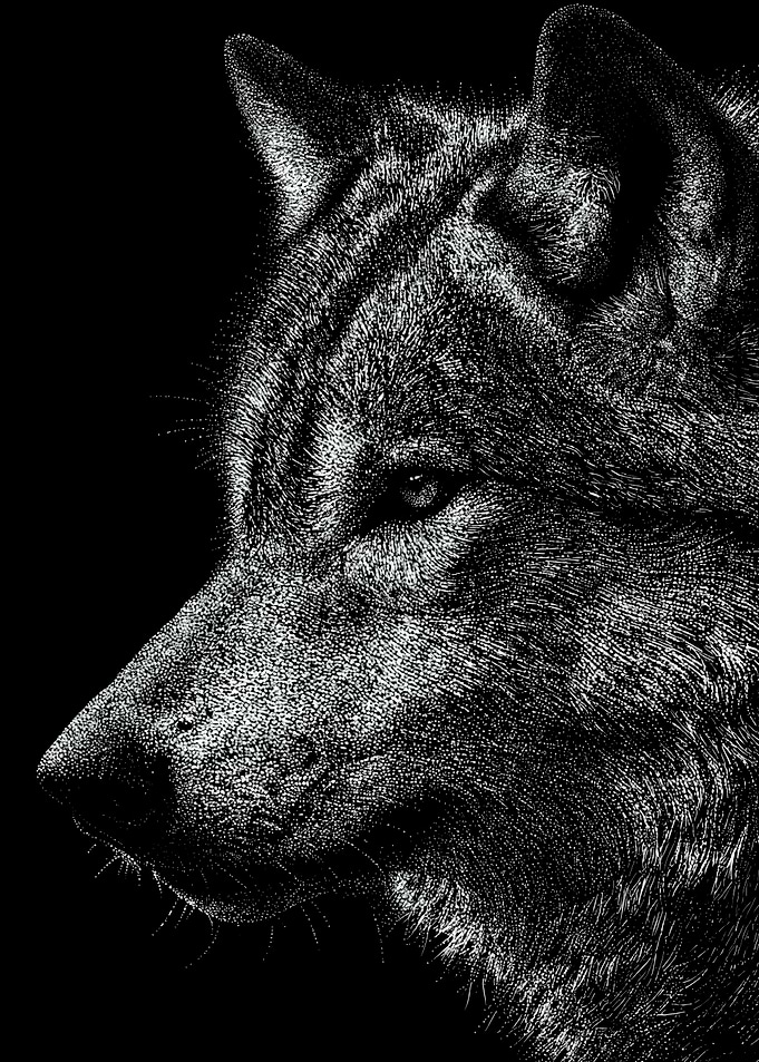 Intense Monochrome Wolf Profile In Stipple Dotwork