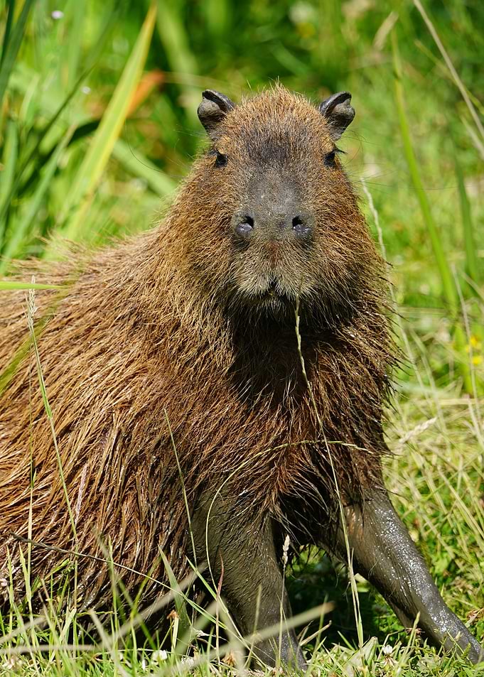 Portrait of a Capybara