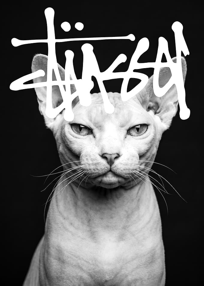 Stussy Sphynx Cat Portrait